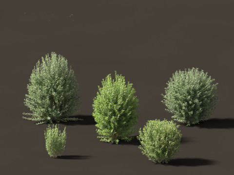 Ligustrum vulgare - European privet 01 3Dモデル