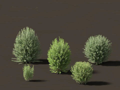 Ligustrum vulgare - Europese liguster 01 3D Model