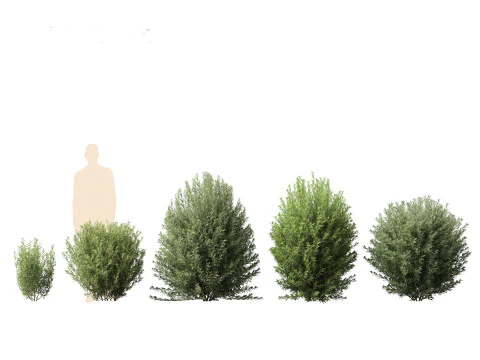 Ligustrum vulgare - European privet 01 3D Model