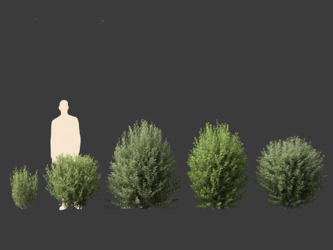 Ligustrum vulgare - European privet 01 3D Model