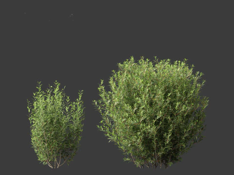 Ligustrum vulgare - European privet 01 3D Model