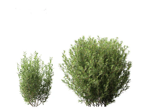 Ligustrum vulgare - European privet 01 3D Model