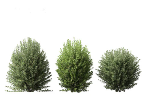 Ligustrum vulgare - European privet 01 3D Model