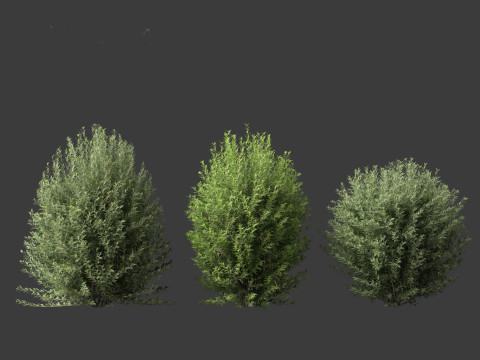 Ligustrum vulgare - European privet 01 3Dモデル
