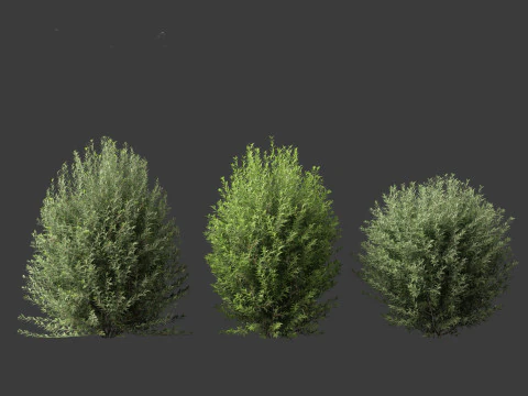 Ligustrum vulgare - European privet 01 3D Model