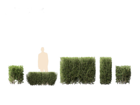 Ligustrum vulgare - European privet 02 Modello 3D