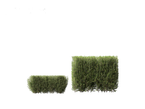 Ligustrum vulgare - European privet 02 3D 모델