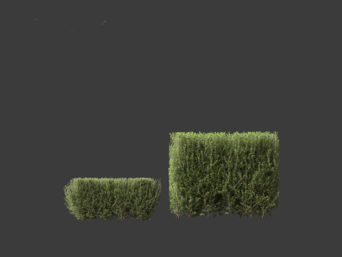 Ligustrum vulgare - European privet 02 3D 모델