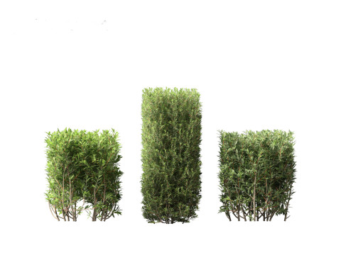 Ligustrum vulgare - European privet 02 3D 모델