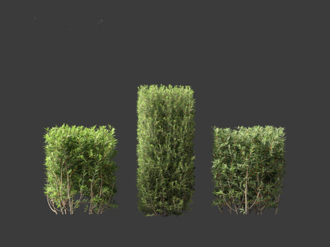 Ligustrum vulgare - European privet 02 3D 모델