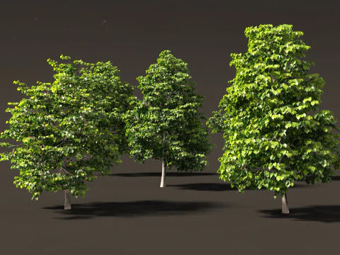 Tilia europaea - Le tilleul commun 01 Modèle 3D