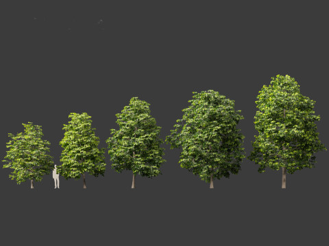 Tilia europaea - The common lime 01 Modello 3D
