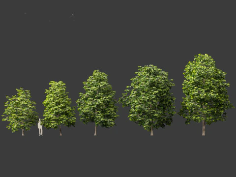 Tilia europaea - Le tilleul commun 01 Modèle 3D