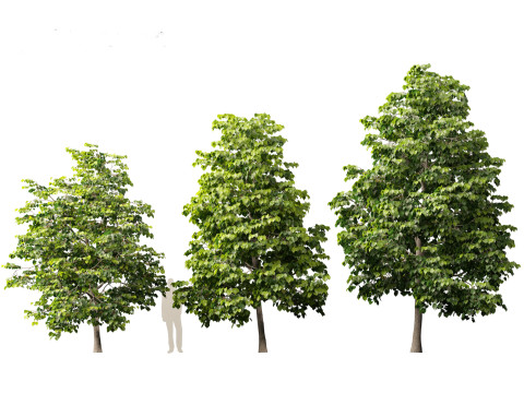 Tilia europaea - The common lime 01 Modello 3D