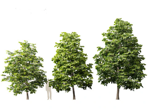 Tilia europaea - Le tilleul commun 01 Modèle 3D