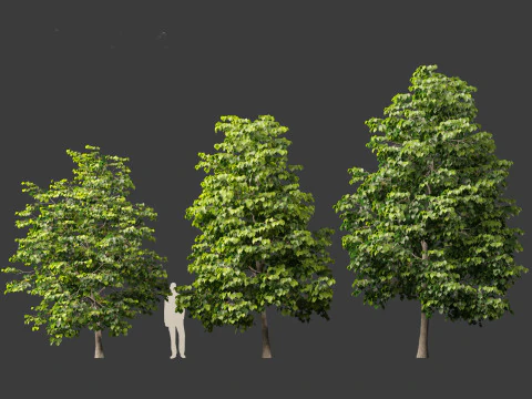 Tilia europaea - Le tilleul commun 01 Modèle 3D