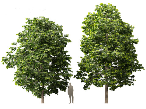 Tilia europaea - The common lime 01 Modello 3D