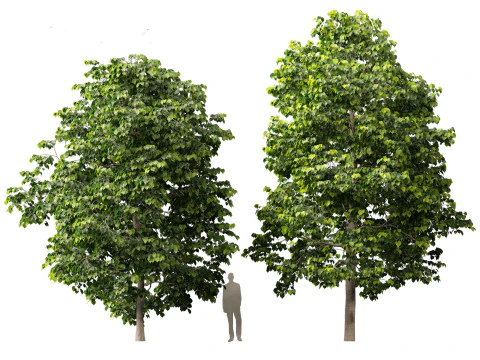 Tilia europaea - Le tilleul commun 01 Modèle 3D