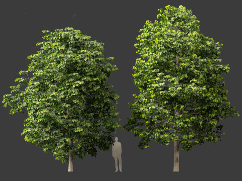 Tilia europaea - The common lime 01 Modello 3D