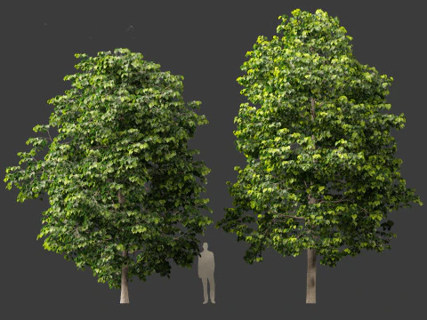 Tilia europaea - Le tilleul commun 01 Modèle 3D