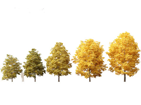 Tilia europaea - De gewone linde 02 3D Model