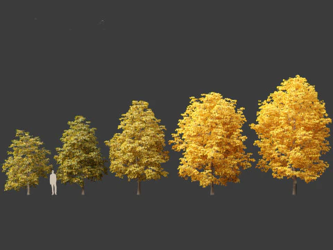 Tilia europaea - Le tilleul commun 02 Modèle 3D
