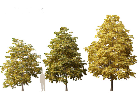 Tilia europaea - The common lime 02 Modelo 3D