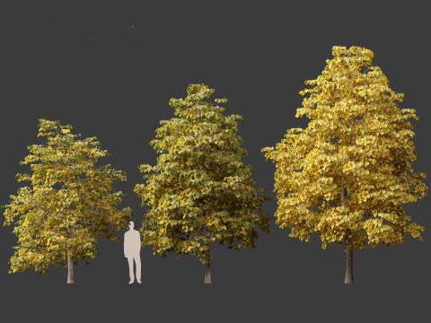 Tilia europaea - Le tilleul commun 02 Modèle 3D