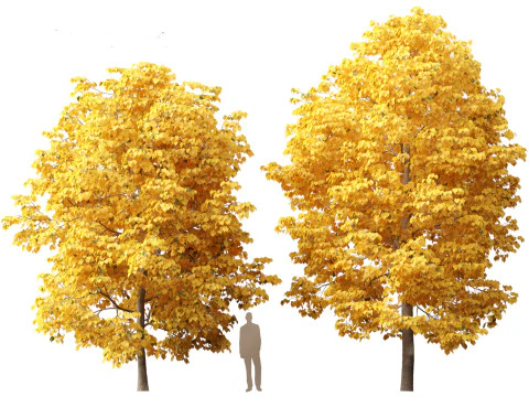 Tilia europaea - Le tilleul commun 02 Modèle 3D