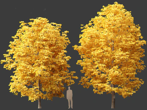 Tilia europaea - Le tilleul commun 02 Modèle 3D