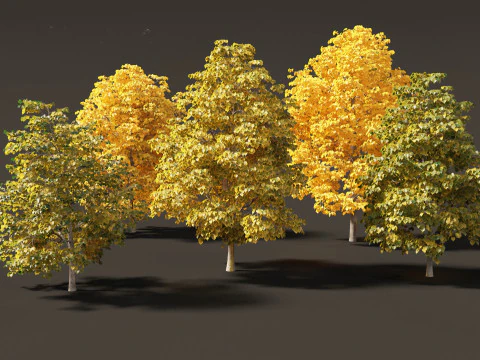 Tilia europaea - Le tilleul commun 02 Modèle 3D