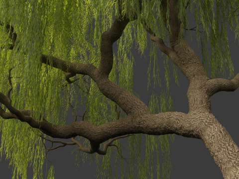 Salix babylonica - Weeping willow 05 3D Model