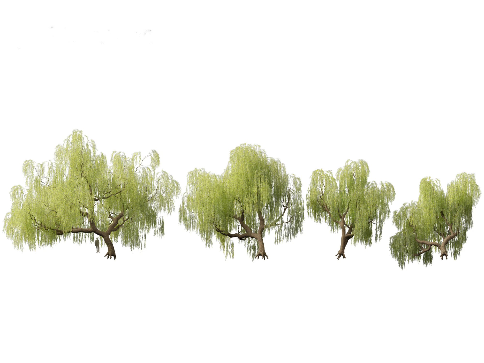 Salix babylonica - Weeping willow 05 3D Model .c4d .max .obj .3ds .fbx .stl .blend 