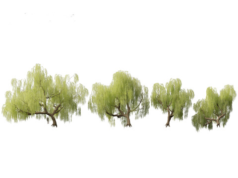 Salix babylonica - Weeping willow 05 3D Model