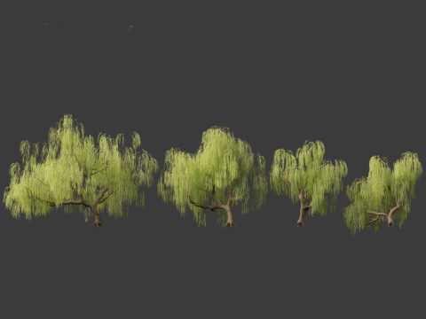 Salix babylonica - Weeping willow 05 3D 모델
