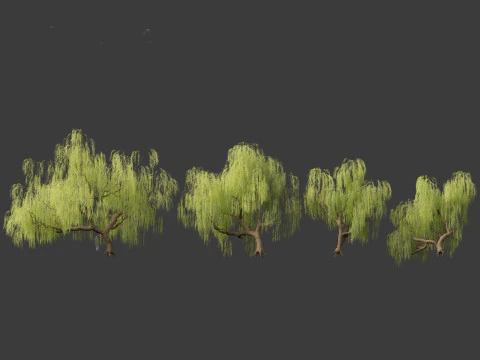 Salix babylonica - Weeping willow 05 3D Model