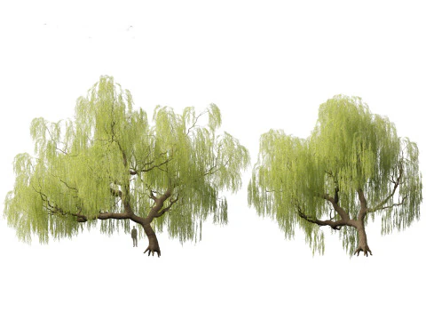 Salix babylonica - Weeping willow 05 3D Model