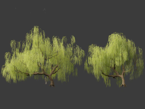 Salix babylonica - Weeping willow 05 3D Model