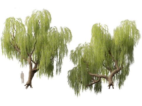 Salix babylonica - Weeping willow 05 3D 모델