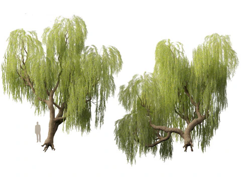 Salix babylonica - Weeping willow 05 3D Model