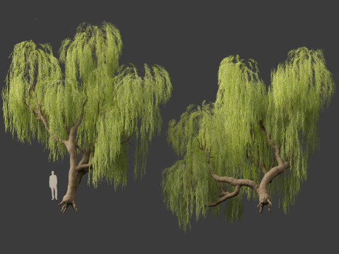 Salix babylonica - Weeping willow 05 3D Model
