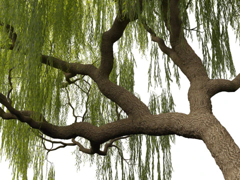 Salix babylonica - Weeping willow 05 3D Model