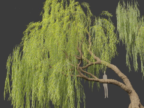 Salix babylonica - Weeping willow 06 3D Model