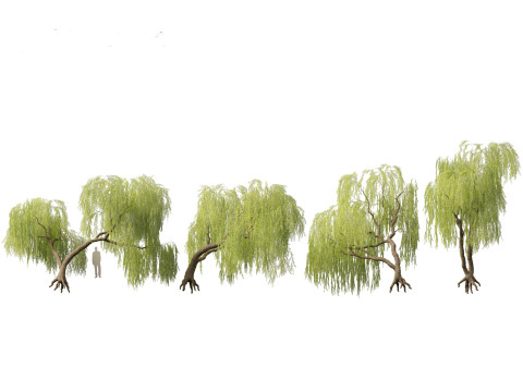 Salix babylonica - Weeping willow 06 3D Модель