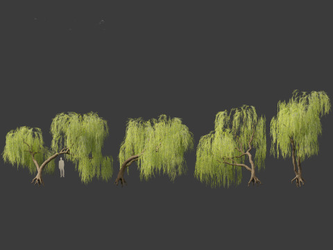Salix babylonica - Weeping willow 06 3D Model
