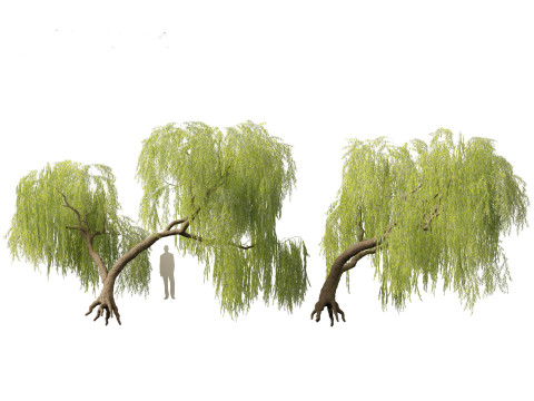 Salix babylonica - Weeping willow 06 3D Model