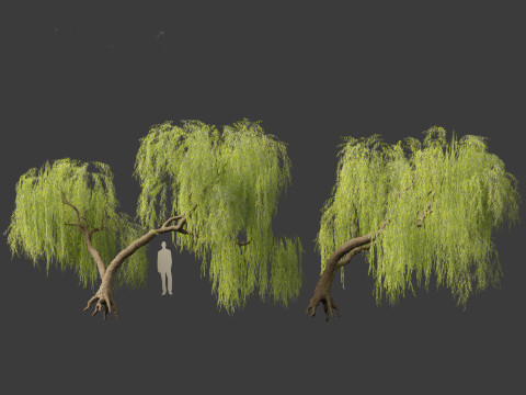 Salix babylonica - Weeping willow 06 3D Model