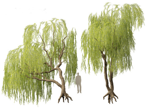 Salix babylonica - Weeping willow 06 3D Model