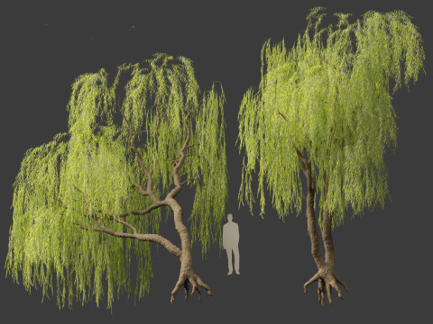 Salix babylonica - Weeping willow 06 3D Model