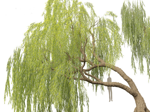 Salix babylonica - Weeping willow 06 3D Model